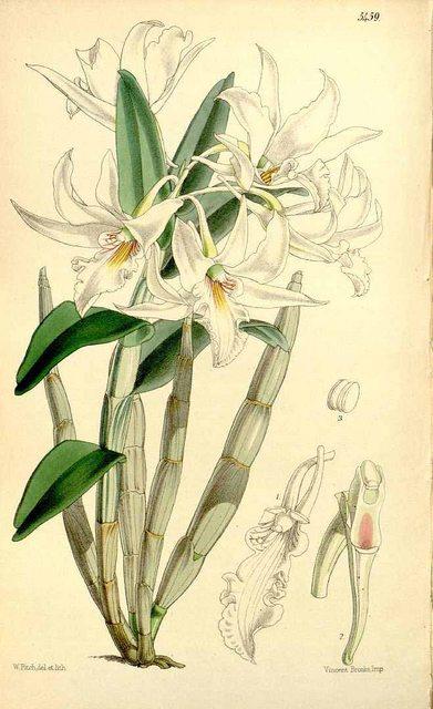 Hoa lan Hoàng thảo thất điểm hồng - Dendrobium draconis
