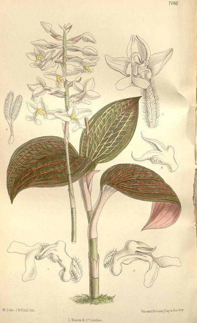 Hoa lan lá Gấm - Ludisia discolor