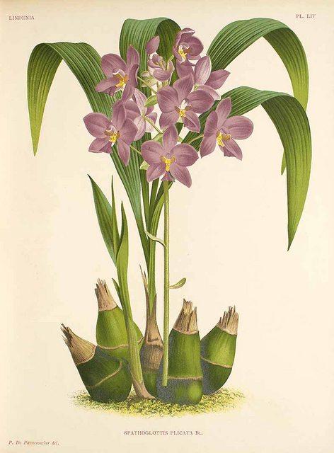 Hoa lan Chu đỉnh tím - Spathoglottis plicata