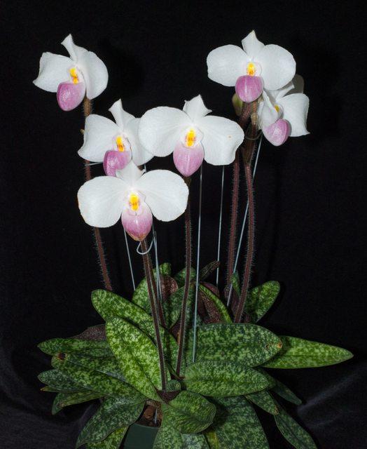 Hoa lan Hài hồng - Paphiopedilum Delenatii