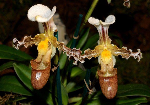 Hoa lan Hài Liên - Paphiopedilum tranlienianum