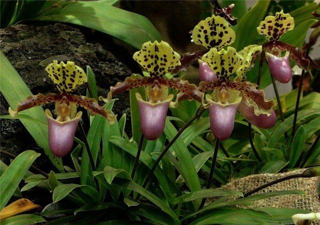 Hoa lan Hài He ri Paphiopedilum henryanum