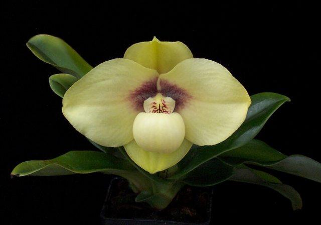 Hoa lan Hài hằng (Paphiopedilum hangianum)