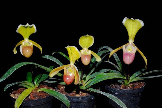 Hoa Hài Hê len - Paphiopedilum helenae