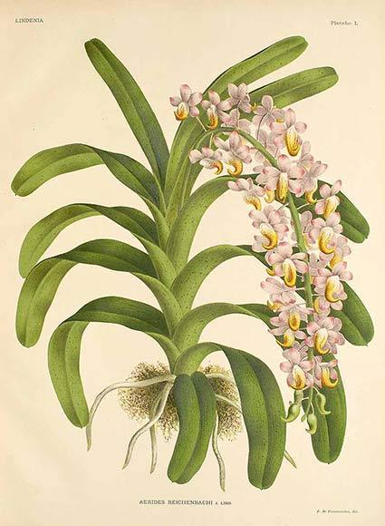 Hoa lan Giáng hương thơm - Aerides odorata
