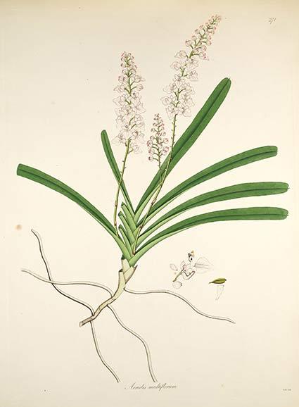 Hoa lan Giáng hương nhiều hoa - Aerides multiflora - Thạch hoa