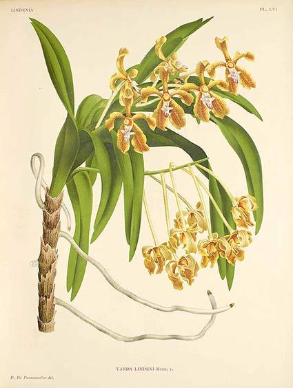 Hoa lan Vanda Chanh - Vanda fuscoviridis