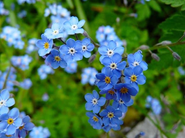 Tìm hiểu về Hoa lưu ly - Hoa Forget Me Not? - Shop hoa tươi 360 Tìm Hiểu Về Hoa Lưu Ly - Hoa Forget Me Not? - Shop Hoa Tươi 360