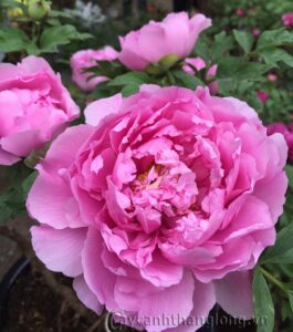 Hoa Mẫu đơn duyên dáng tuyệt đẹp, thơm nồng nàn - Hoala.vn