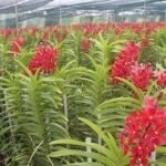 Cách trồng và chăm sóc lan mokara, dân nghiệp dư vẫn cho hoa nở