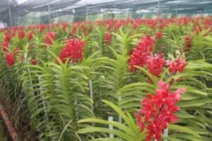 Cách trồng và chăm sóc lan mokara, dân nghiệp dư vẫn cho hoa nở