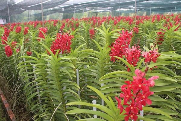 Cách trồng và chăm sóc lan mokara, dân nghiệp dư vẫn cho hoa nở đều - 1