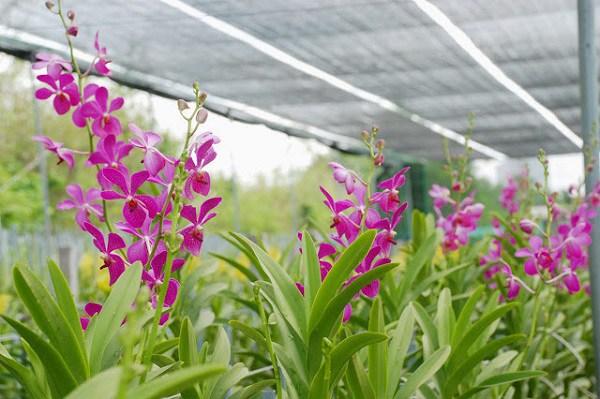 Cách trồng và chăm sóc lan mokara, dân nghiệp dư vẫn cho hoa nở đều - 3