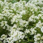 Những điều cần biết về cây hoa ngàn sao - Hoa Tươi Hoàng Nga