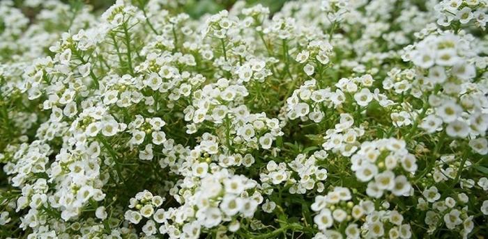 Những điều cần biết về cây hoa ngàn sao - Hoa Tươi Hoàng Nga