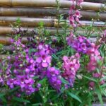 Cây Hoa Ngọc Hân - Vẽ đẹp làm say mê lòng người !