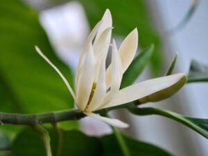 Hoa ngọc lan, tác dụng và cách trồng trong nhà | Nông nghiệp phố