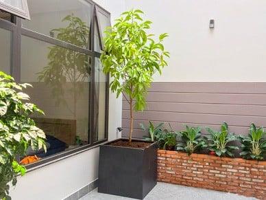 hinh-anh-hoa-ngoc-lan