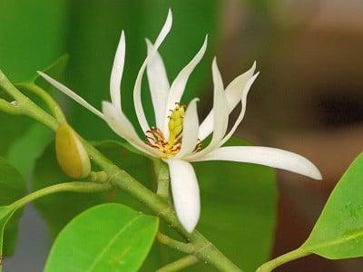 hinh-anh-hoa-ngoc-lan