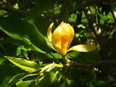 hinh-anh-hoa-ngoc-lan