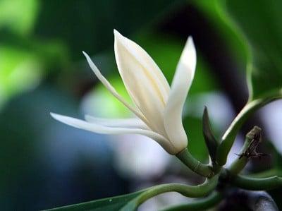 hinh-anh-hoa-ngoc-lan