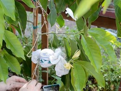 hinh-anh-hoa-ngoc-lan