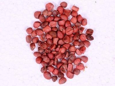 hinh-anh-hoa-ngoc-lan