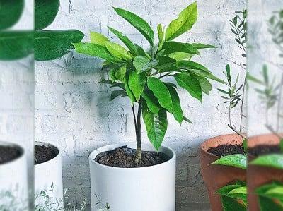 hinh-anh-hoa-ngoc-lan