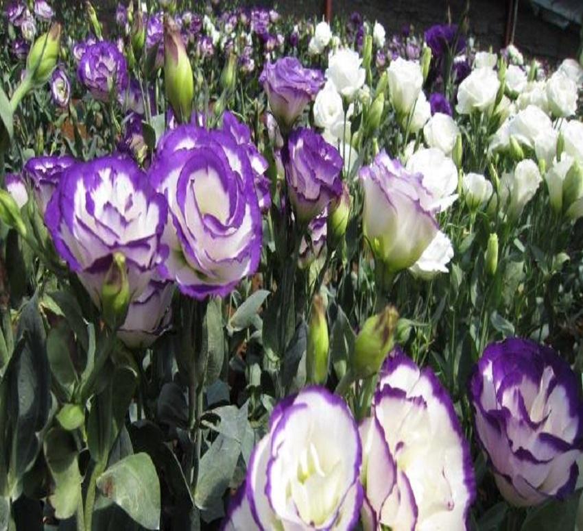 Cây hoa như ý cát tường