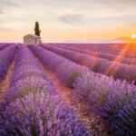 Ý nghĩa của hoa Oải Hương - Lavender