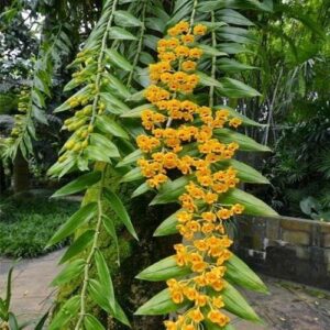 Tất tần tật về các loại lan phi điệp hiện nay - Sfarm