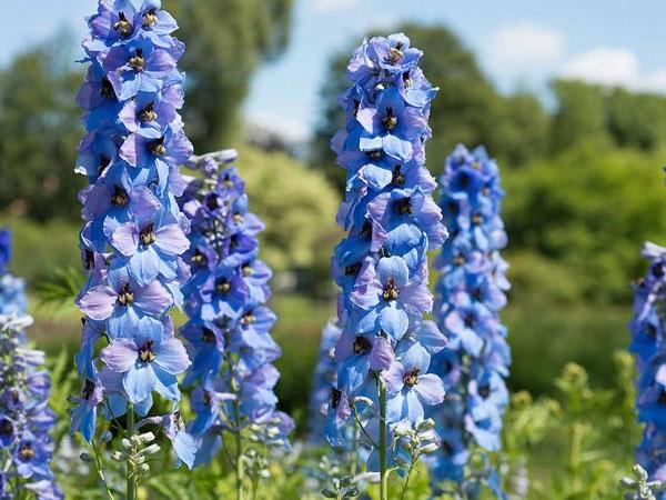 Ý nghĩa hoa Phi Yến - Cách trồng và chăm sóc loài hoa đẹp đẽ của tháng 7 - 4