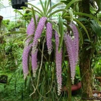 Cách trồng lan đuôi chồn tại nhà đơn giản nhất | Sfarm