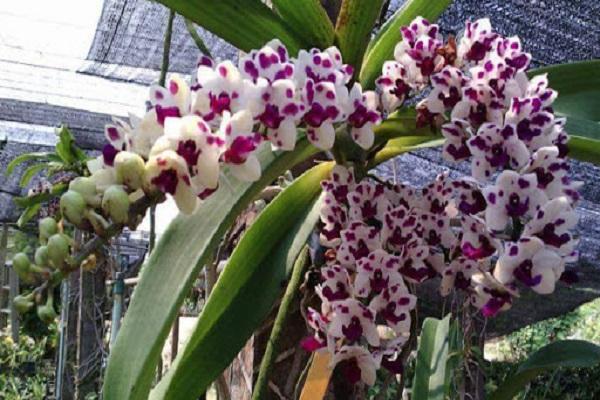 Hoa Lan Tai Trâu: Cách trồng và kích rễ cho Lan Đai Châu - 4