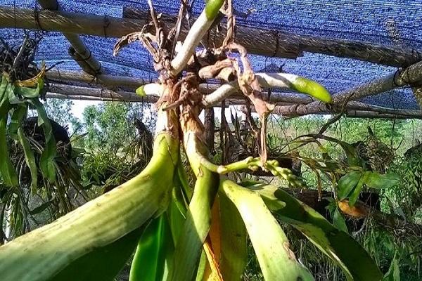 Hoa Lan Tai Trâu: Cách trồng và kích rễ cho Lan Đai Châu - 6