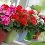 Bán Cây Hoa Phong Lữ Thảo đẹp giá rẻ _ Ý nghĩa, trồng chăm sóc