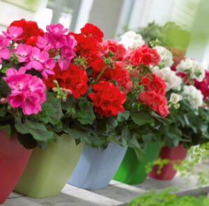 Bán Cây Hoa Phong Lữ Thảo đẹp giá rẻ _ Ý nghĩa, trồng chăm sóc