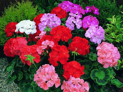 Cách trồng và chăm sóc hoa phong lữ thảo luôn đẹp