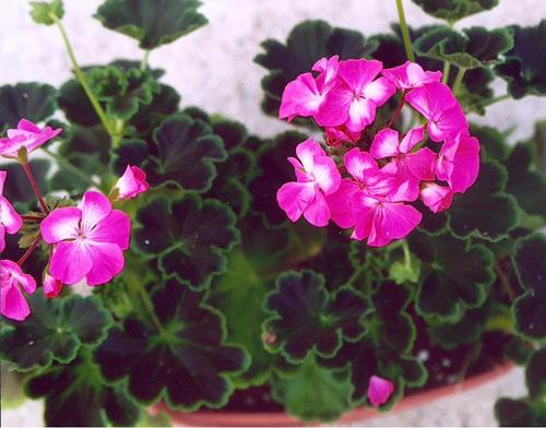 Cách trồng và chăm sóc hoa phong lữ thảo luôn đẹp