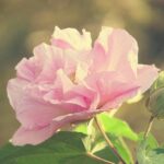 Ý nghĩa hoa Phù Dung - loài hoa đẹp gắn với sự tích vô cùng đặc biệt