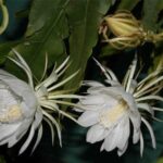 Những tác dụng ít người biết của hoa quỳnh đối với sức khỏe