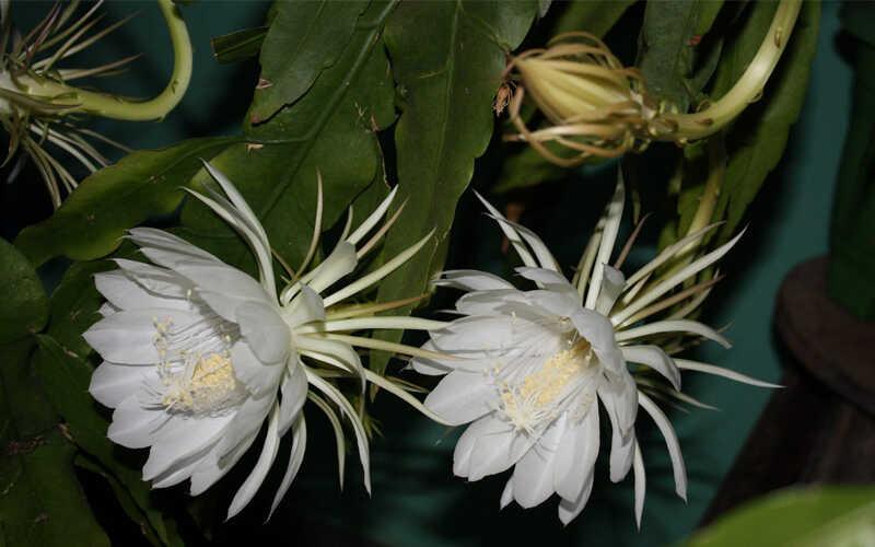 Những tác dụng ít người biết của hoa quỳnh đối với sức khỏe