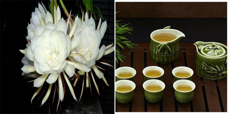 Hoa quỳnh được dùng làm bài thuốc chữa nhiều bệnh thường gặp