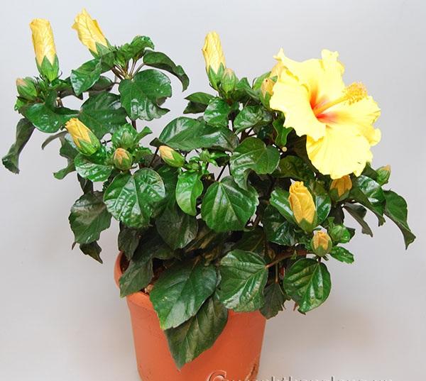 cay-hoa-dam-but-thai-1