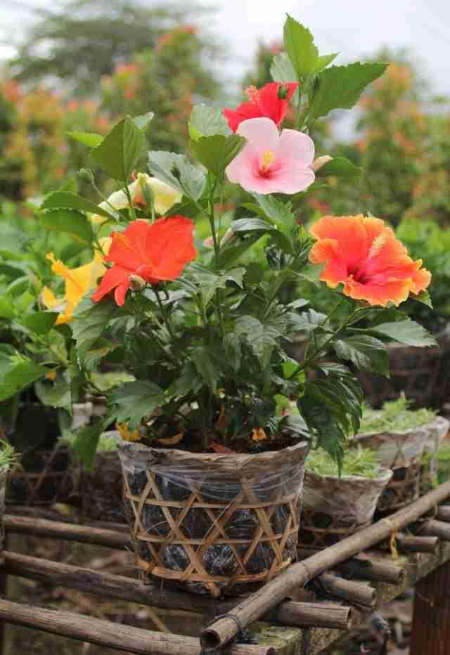 cay-hoa-dam-but-thai-2