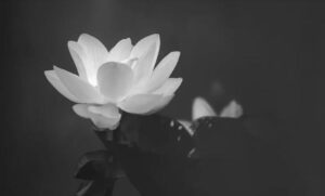 Ý nghĩa thực sự của hoa sen trắng nền đen - StudyTiengAnh.vn