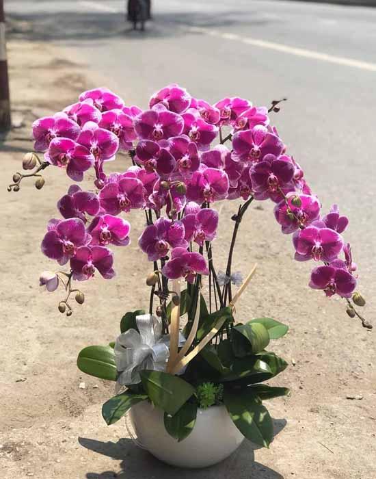 Lan hồ điệp tặng sinh nhật