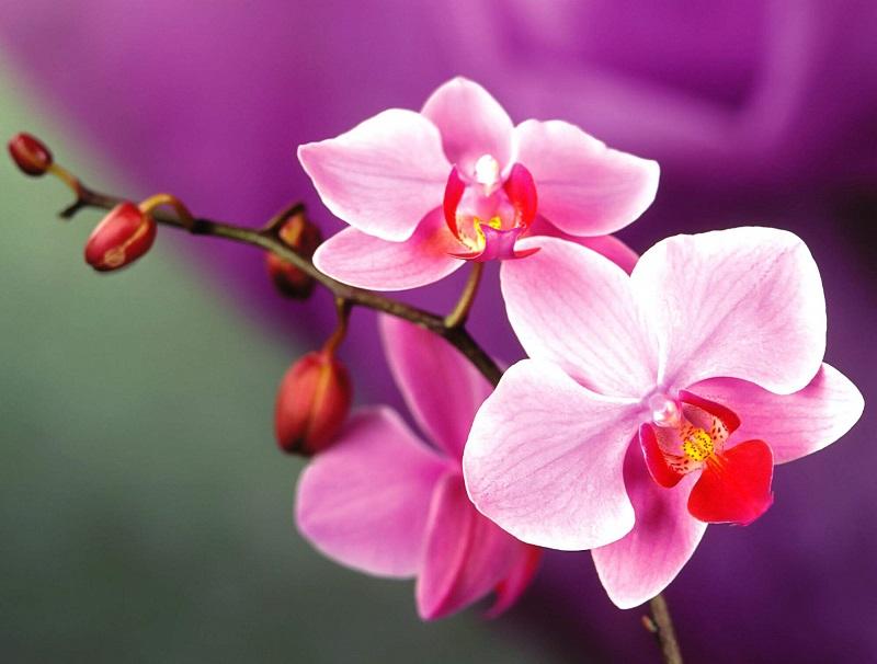 bó hoa cẩm tú cầu tặng cô giáo