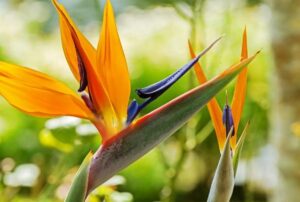 Ý nghĩa hoa Thiên Điểu là gì? Cách trồng và chăm sóc ... - Vua Nệm