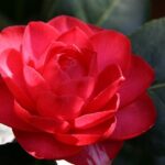 Cây hoa trà - Cẩm nang cây trồng